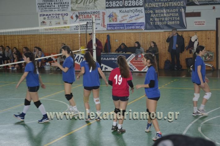 volley _1ogel-kassandra112